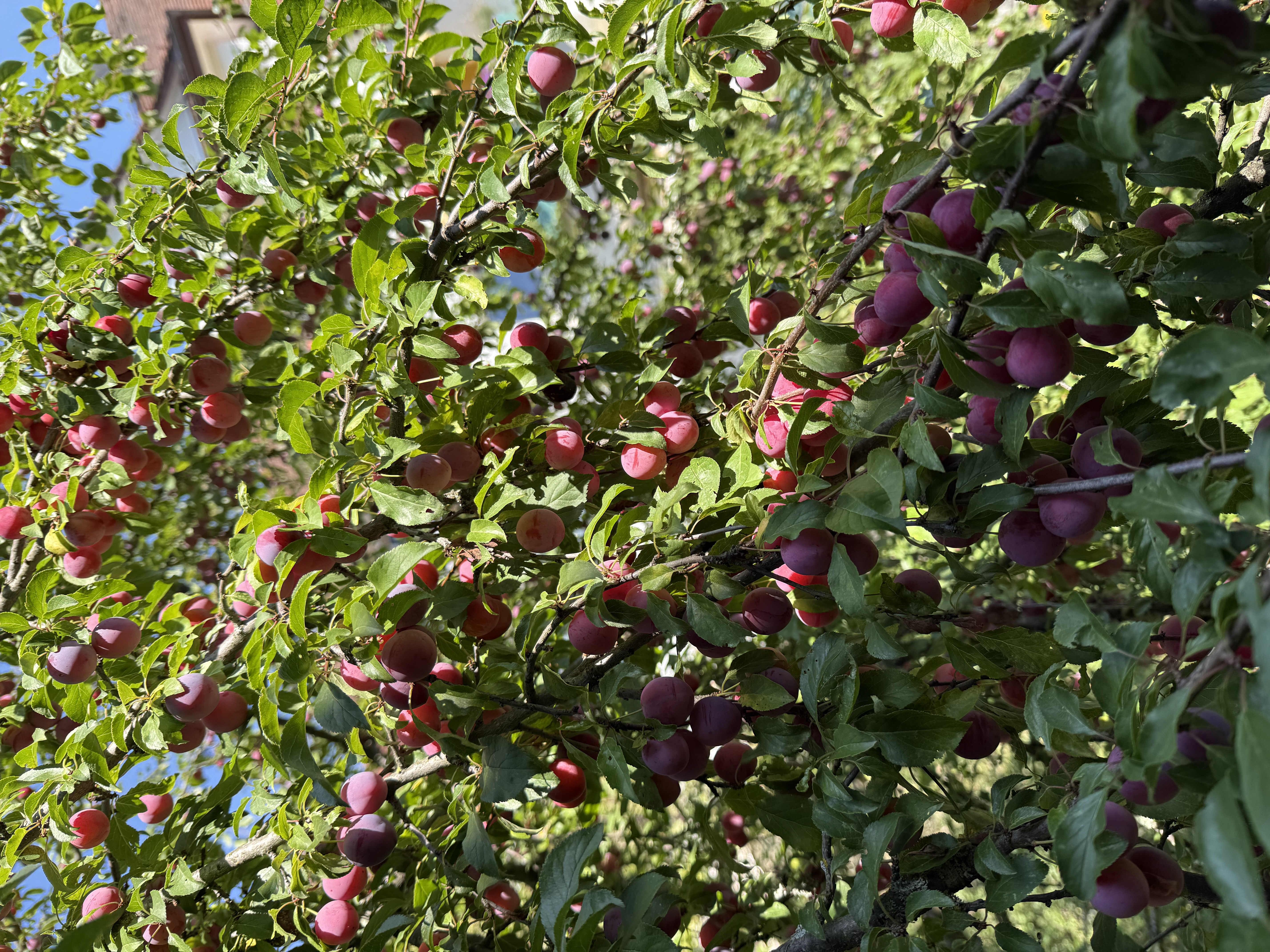 Pressebild: Steinpflaumenbaum